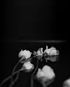 ART-DM-Flower 2 BW.jpg