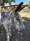 donkey