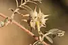 Tribulus terrestris goats head, bullhead donkey caltrop small ca