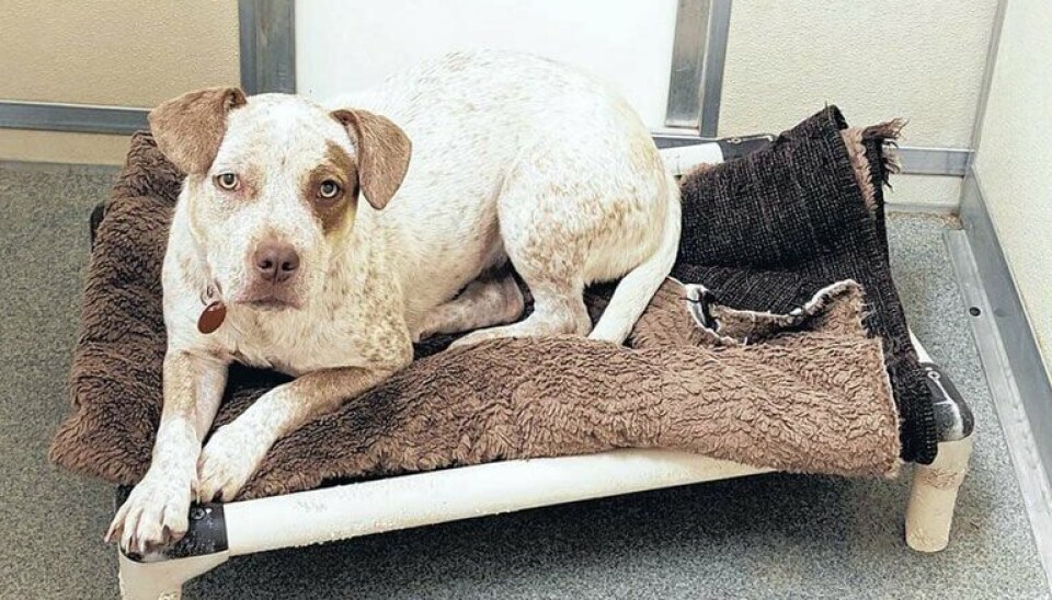 Valencia County Commission to consider change in animal registration fees