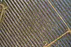 Solar field aerial