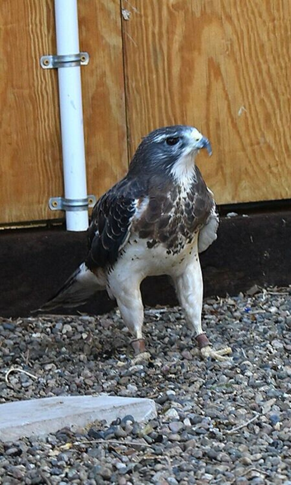 Nevada Raptors Rescued birds educate and inspire through New Mexico Raptors | Features ...