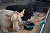Valencia County Fair promises improved grounds & plenty of family fun
