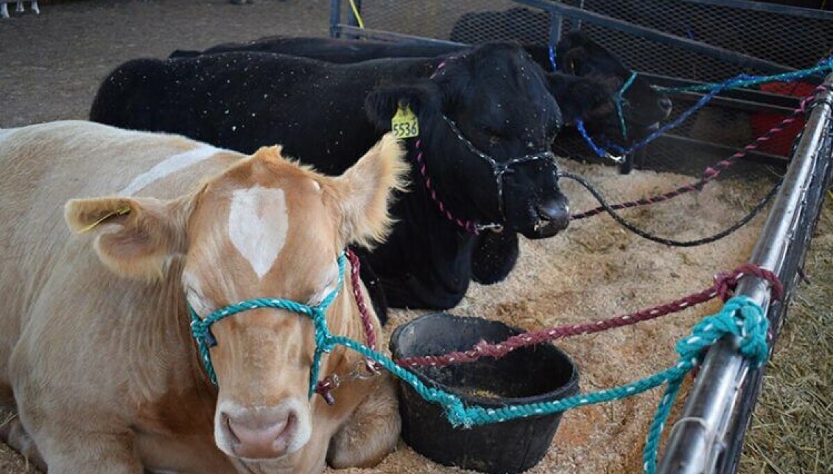 Valencia County Fair promises improved grounds & plenty of family fun