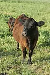 Cowboy Country: Sublime Pastures; life-changing regenerative farming