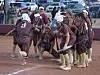 SPORTS-SoftballBHS-VHS1 3 COL