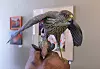 True-to-life Woodcarvings: Local artist brings fowl and other animals to life through woodcarving