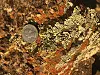 Geology-Lichen 3 COL.jpg