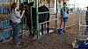 4-H youth learn to show and care for animals