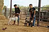 4-H Family: Chavez clan carries on tradition of farming