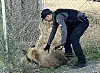 LL Bear Captured 2