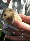 MRG-MeadowJumpingMouse 2 COL.jpg