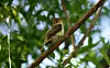 MRG-Southwestern Willow Flycatcher 3 COL.jpg