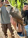 MRG-Western yellow-billed cuckoo 2 COL.jpg