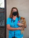 Best-Veterinarian