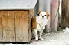 DogHouseSnow
